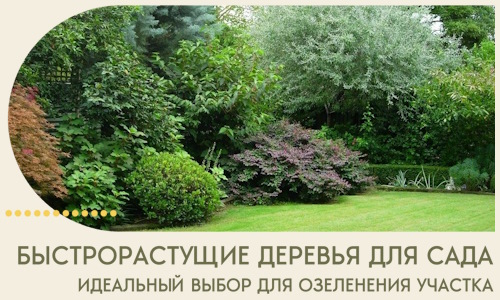 Быстрорастущие деревья для сада идеальный выбор в Великих Луке