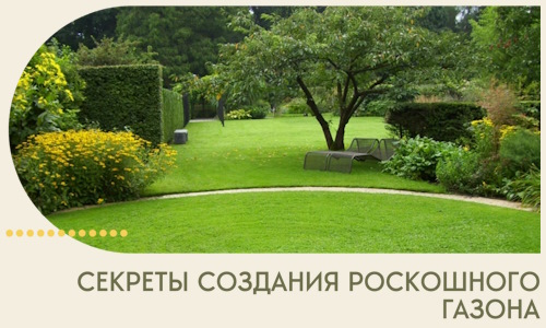 Секреты создания роскошного газона в Великих Луке